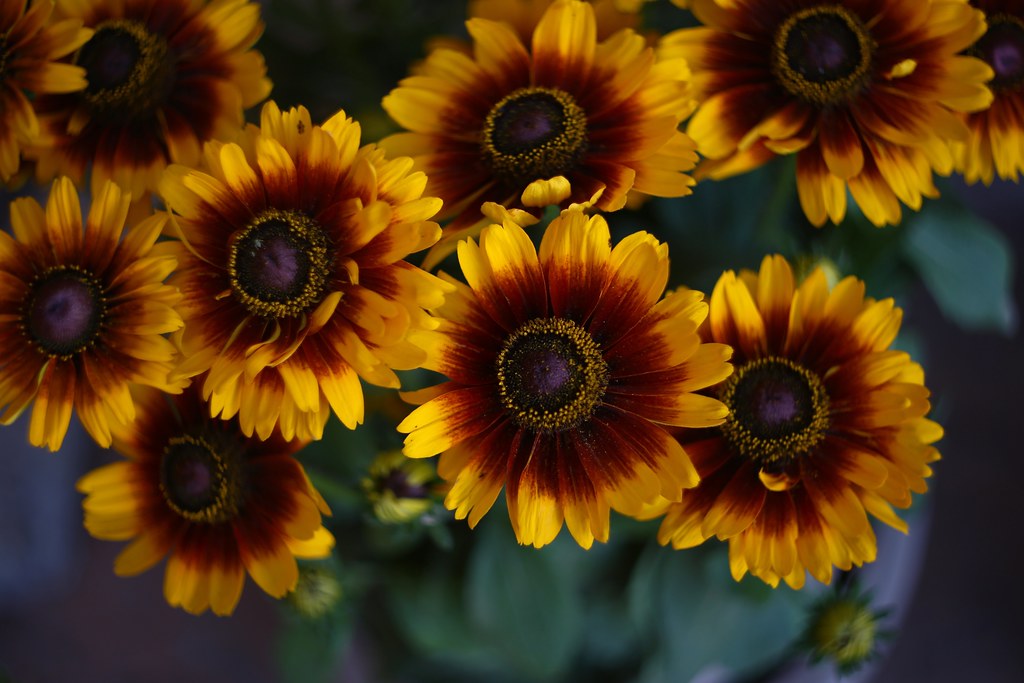Foto van Ruige rudbeckia