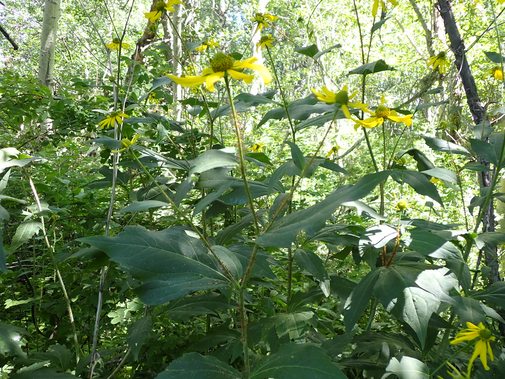 Foto van Slipbladige rudbeckia