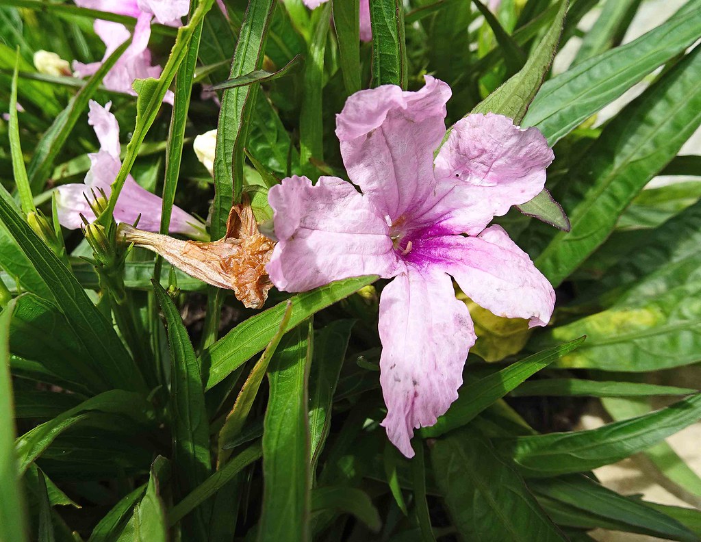 Foto van Mexicaanse petunia