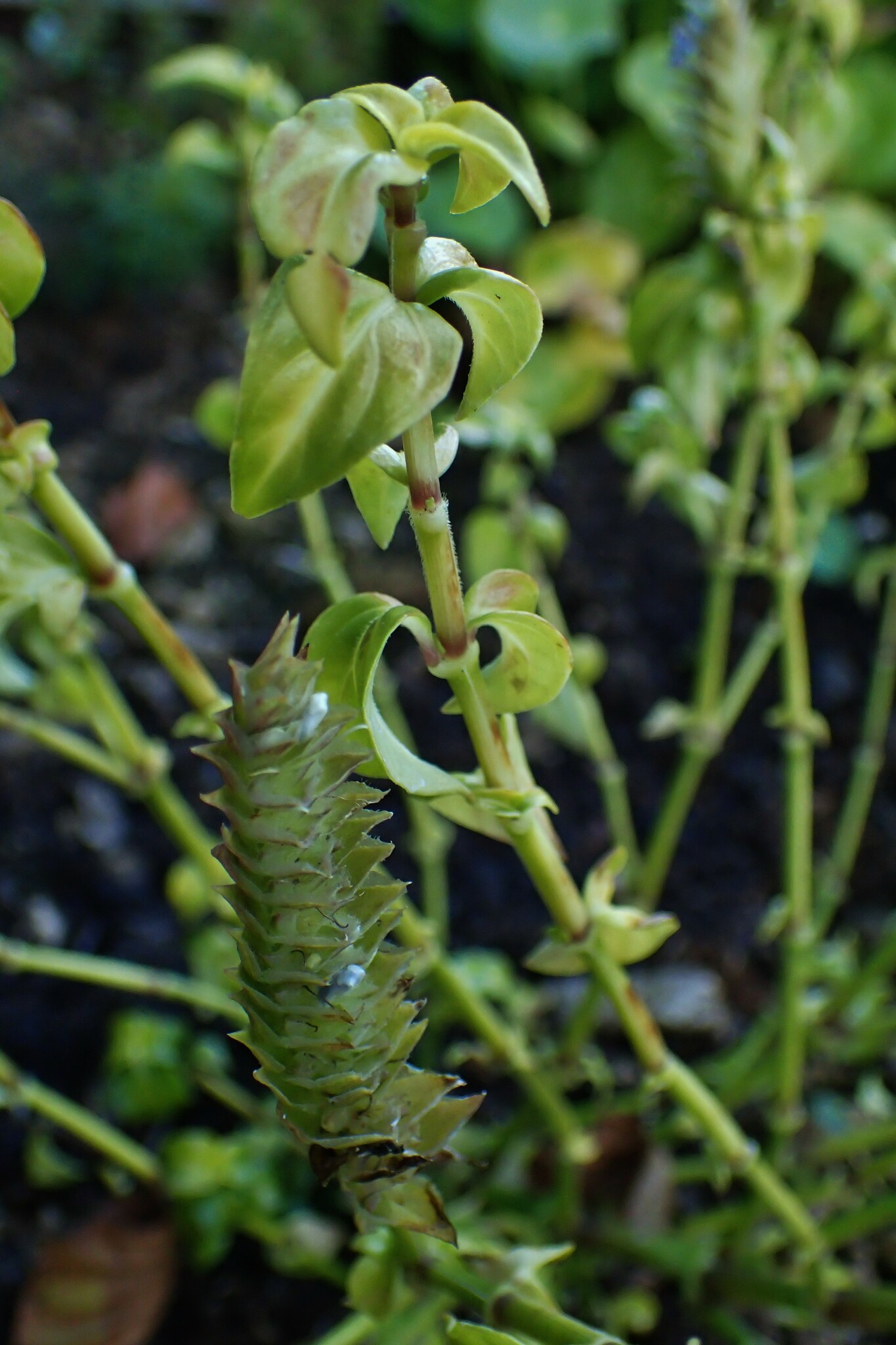 Foto van Paddenstoelplant