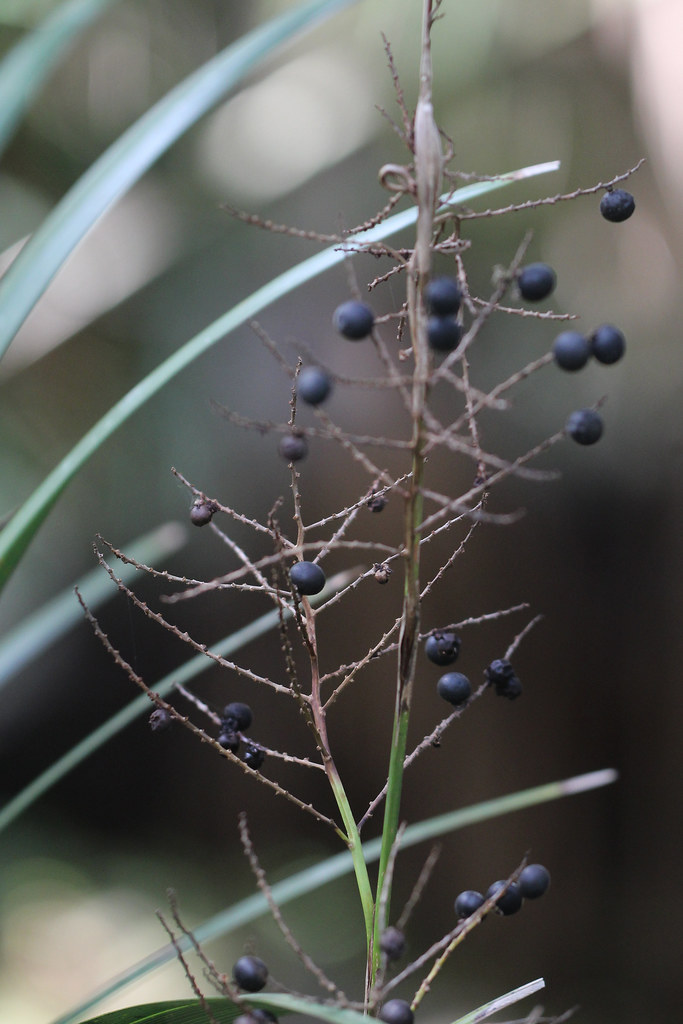 Foto van Dwergpalmetto