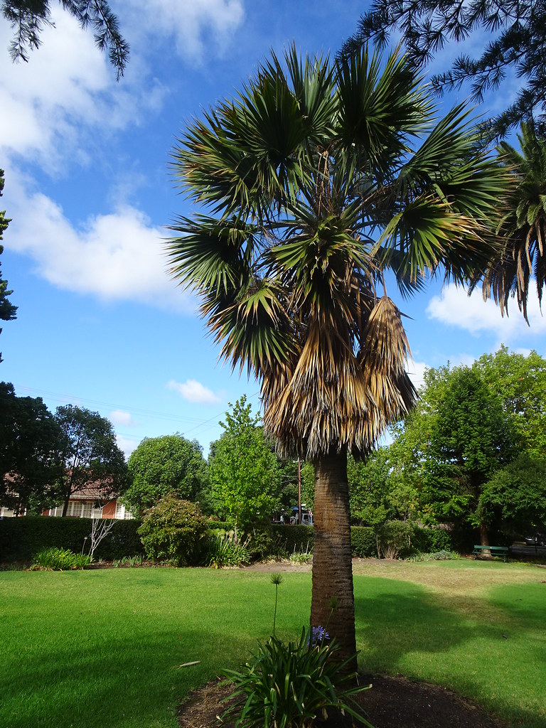 Foto van Palmetto palm