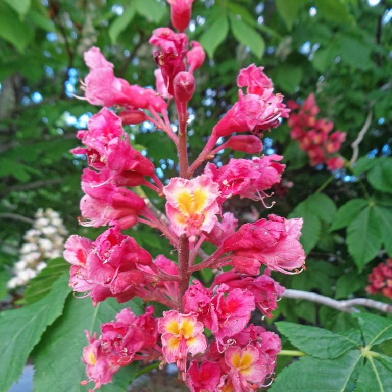 Foto van Aesculus carnea ‘Briotii’