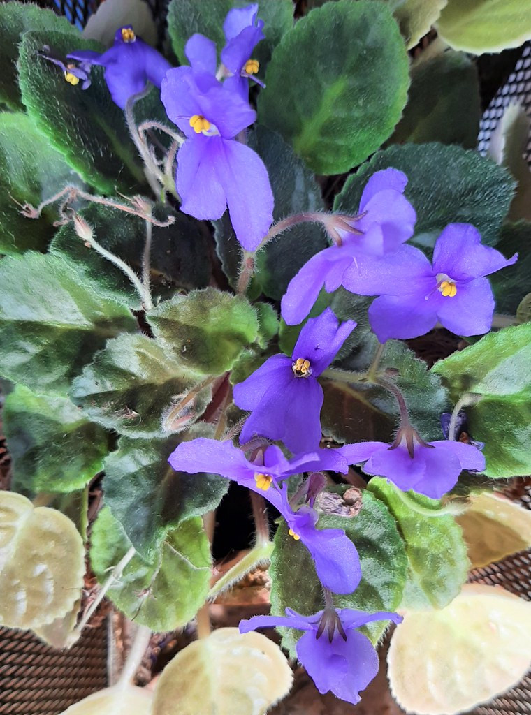 Foto van Kaaps viooltje