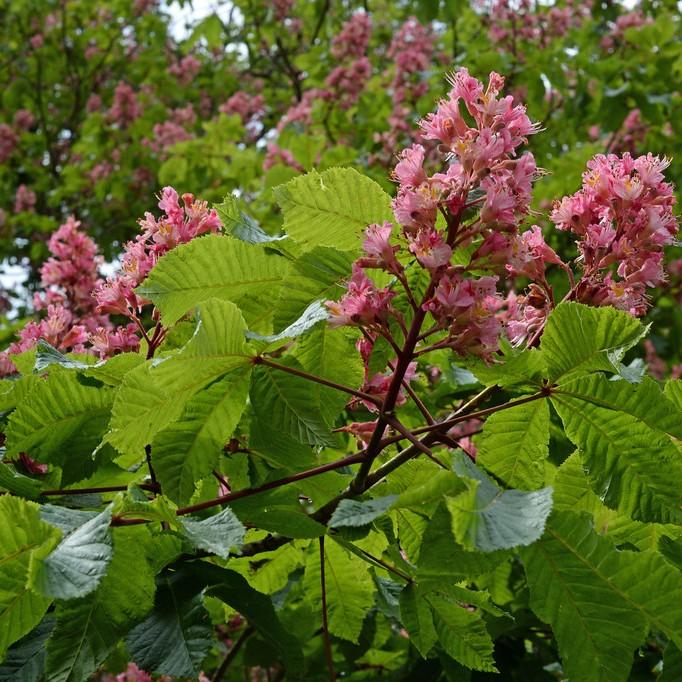 Foto van Rozenkastanje ‘Marginata’