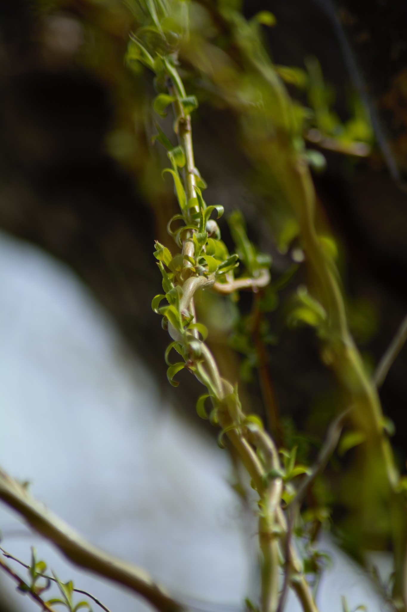 Foto van Krulwilg ‘Tortuosa’