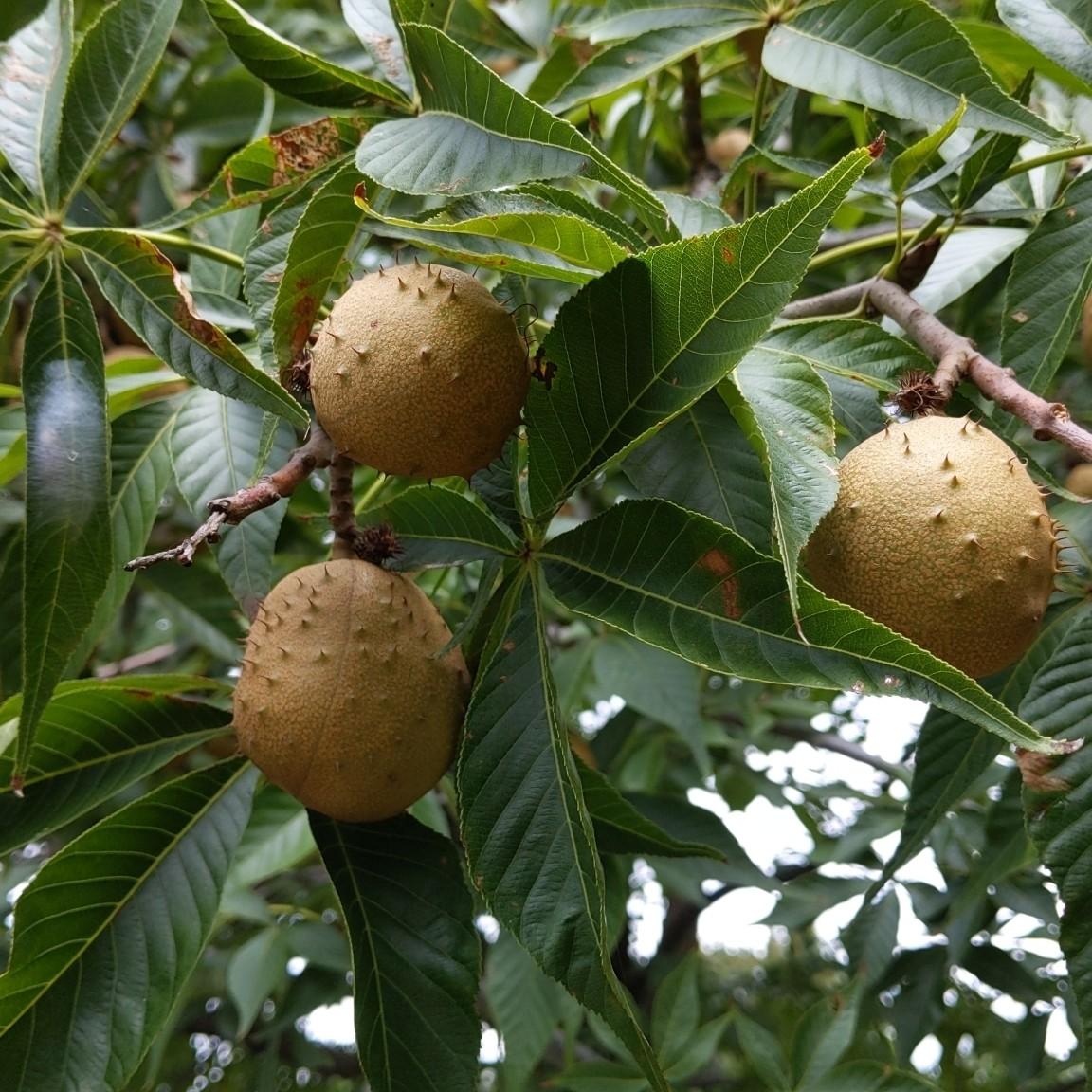 Foto van Aesculus glabra ‘Nana’