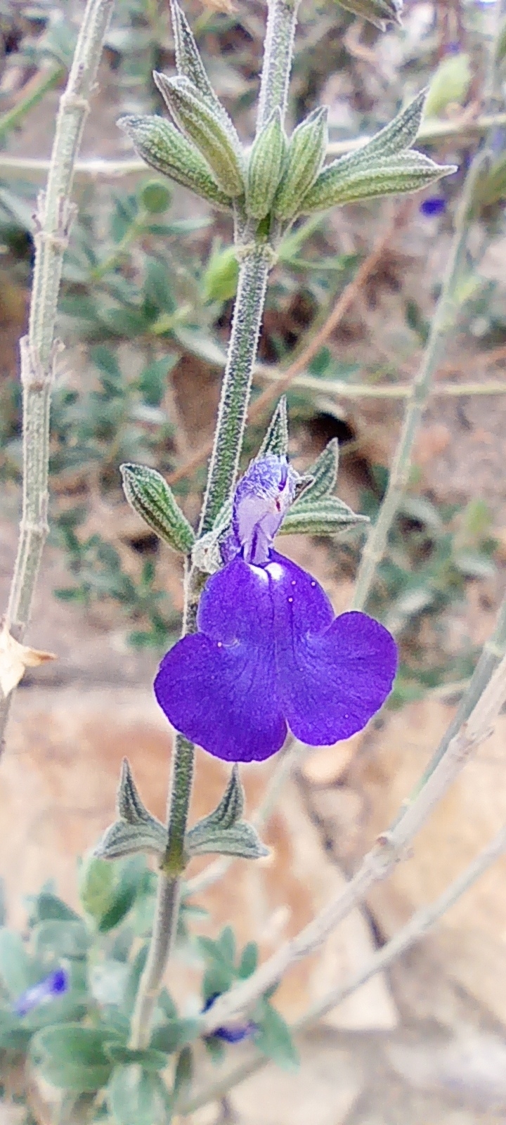 Foto van Mexicaanse blauwe salie ‘onb bekend’
