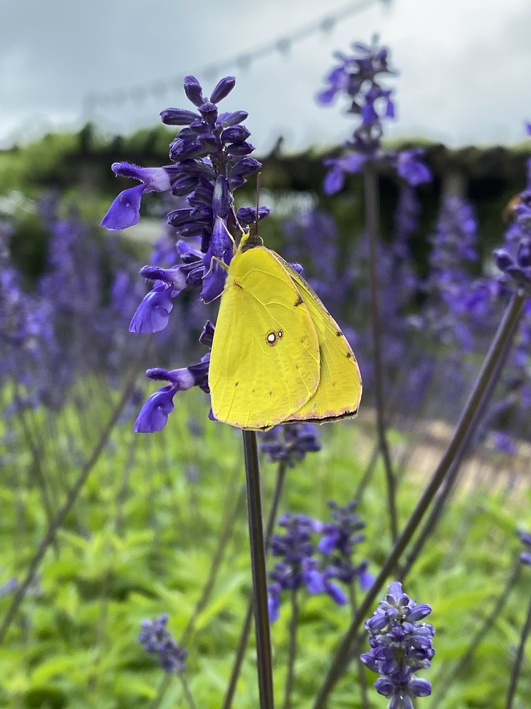 Foto van Meelsalie ‘onbeken’