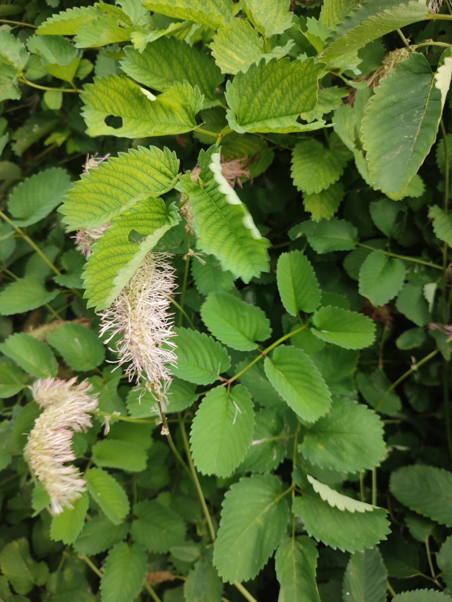 Foto van Japanse pimpernel