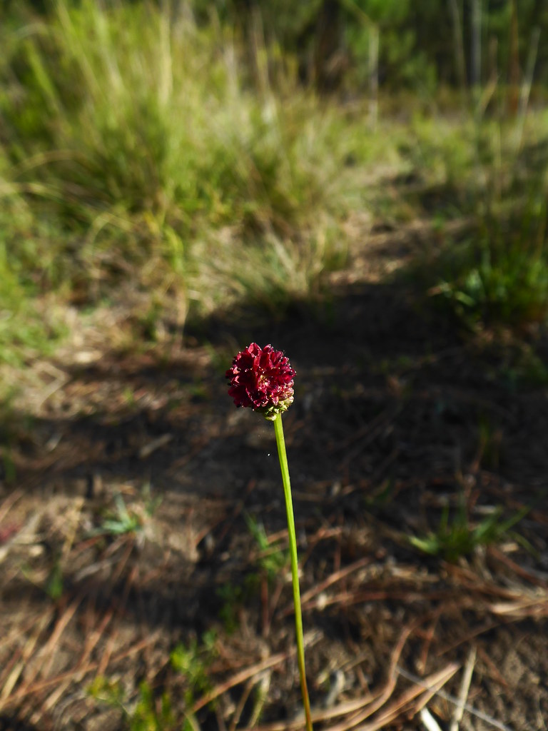 Foto van Grote pimpernel