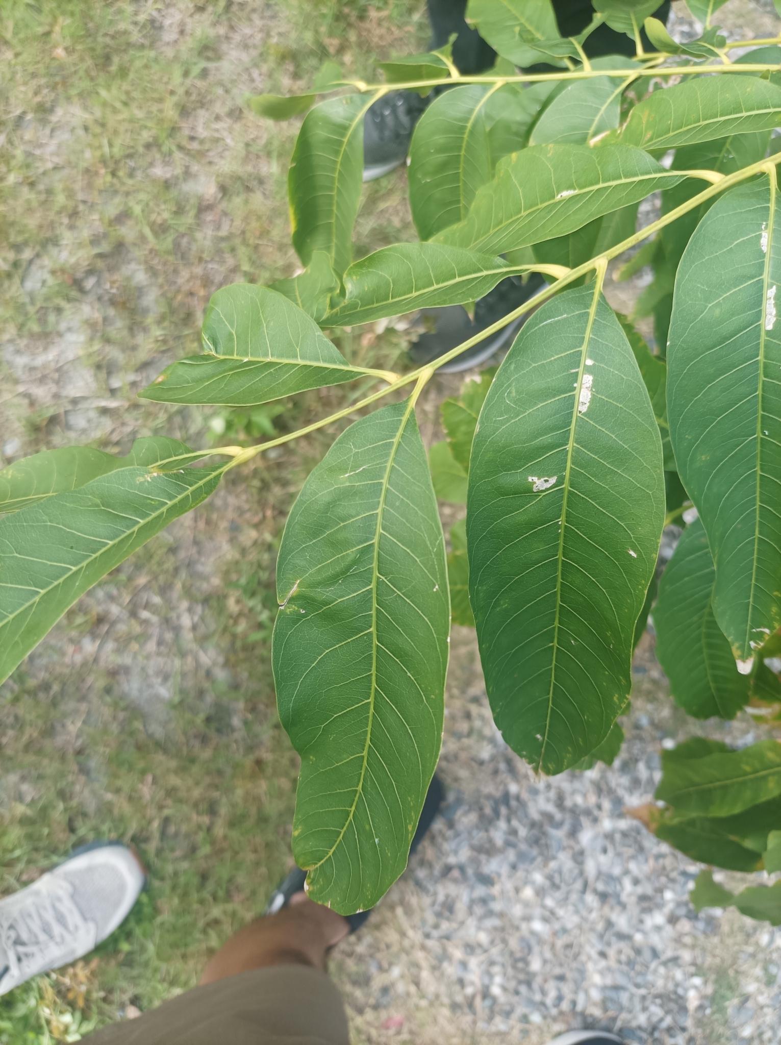 Foto van Wasnootboom