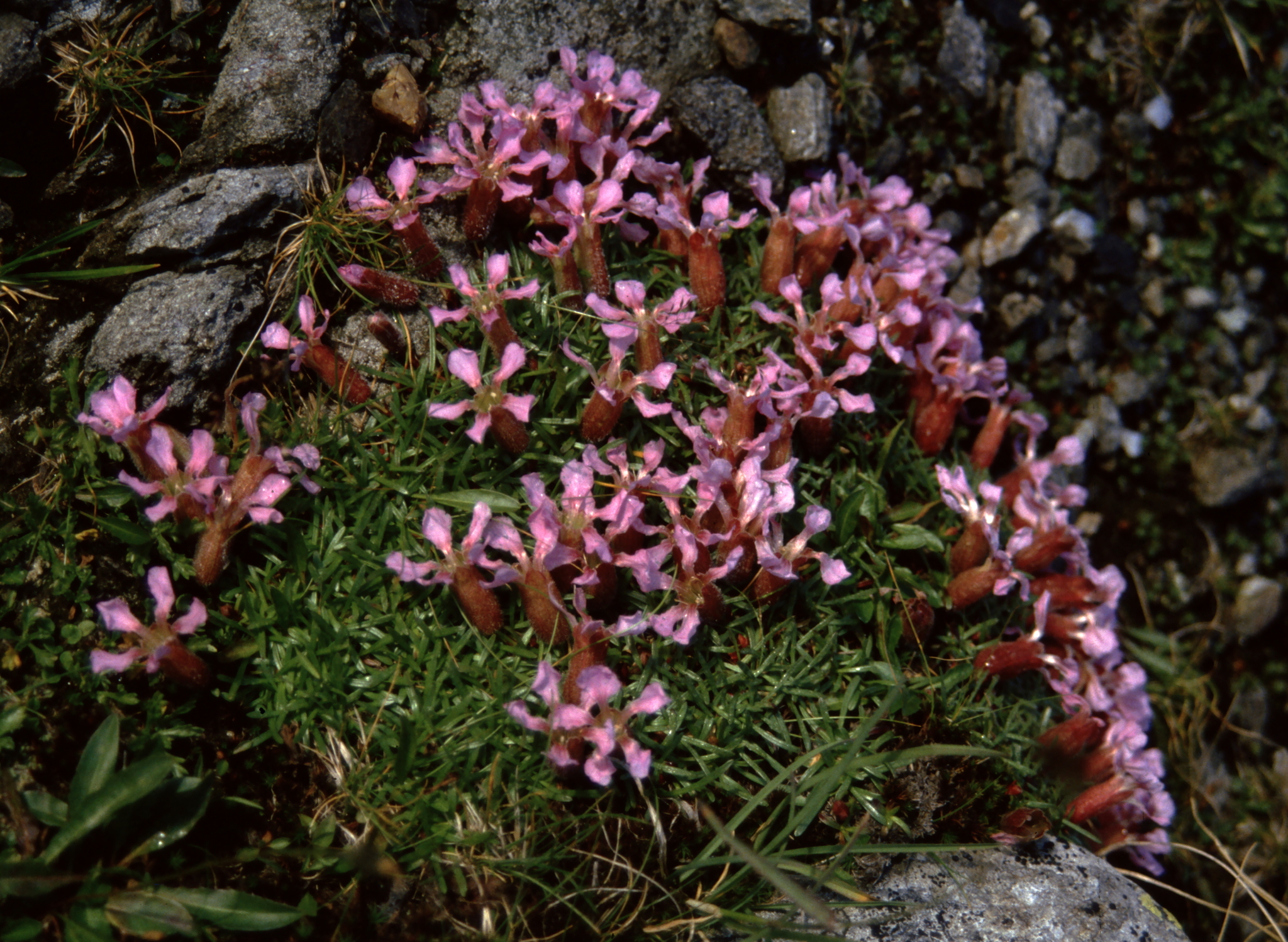 Foto van Dwergzeepkruid