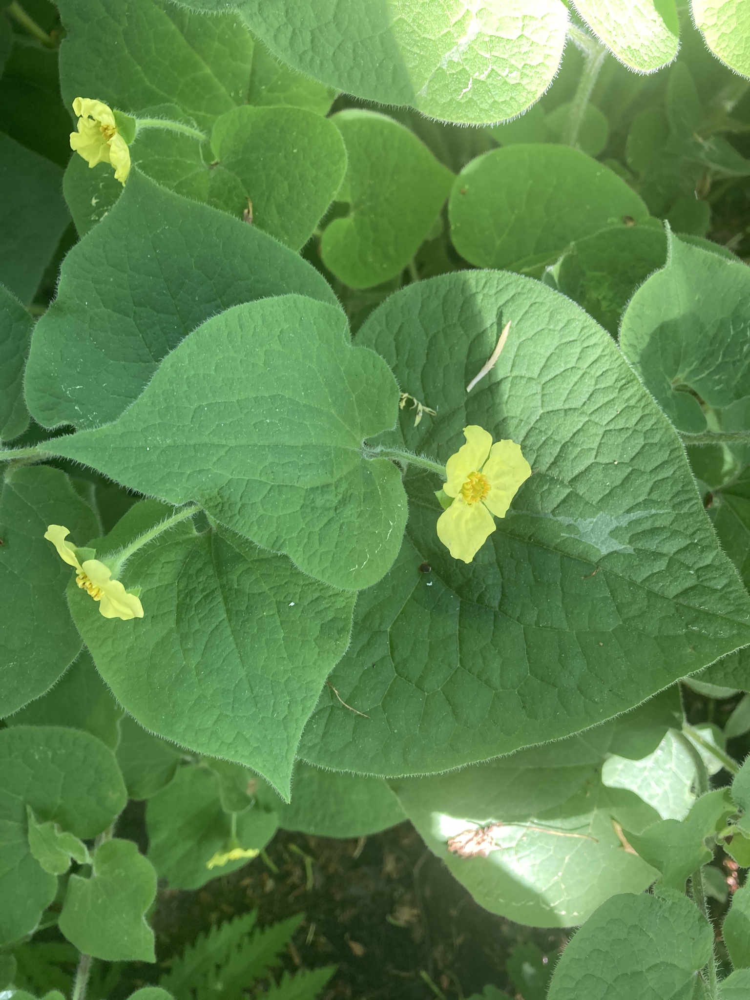 Foto van Geurende hoefbloem