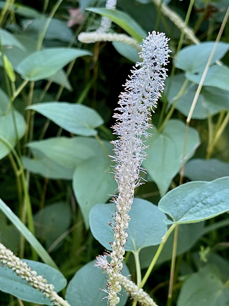 Foto van Leids plantje