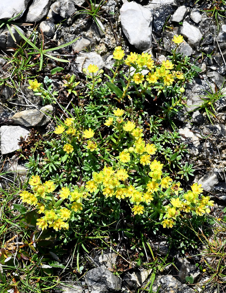 Foto van Gele bergsteenbreek
