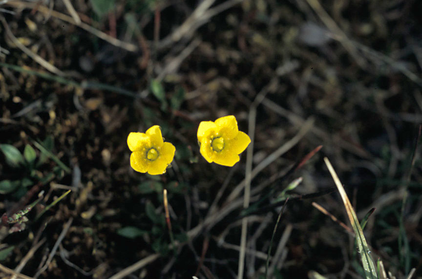 Foto van Bokjessteenbreek