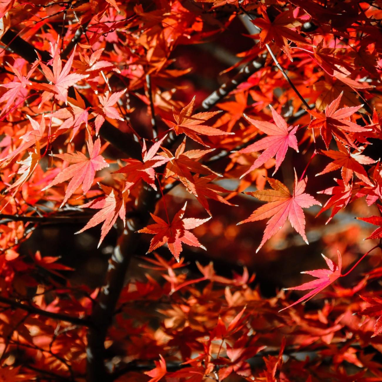 Foto van Japanse esdoorn ‘Chitose Yama’