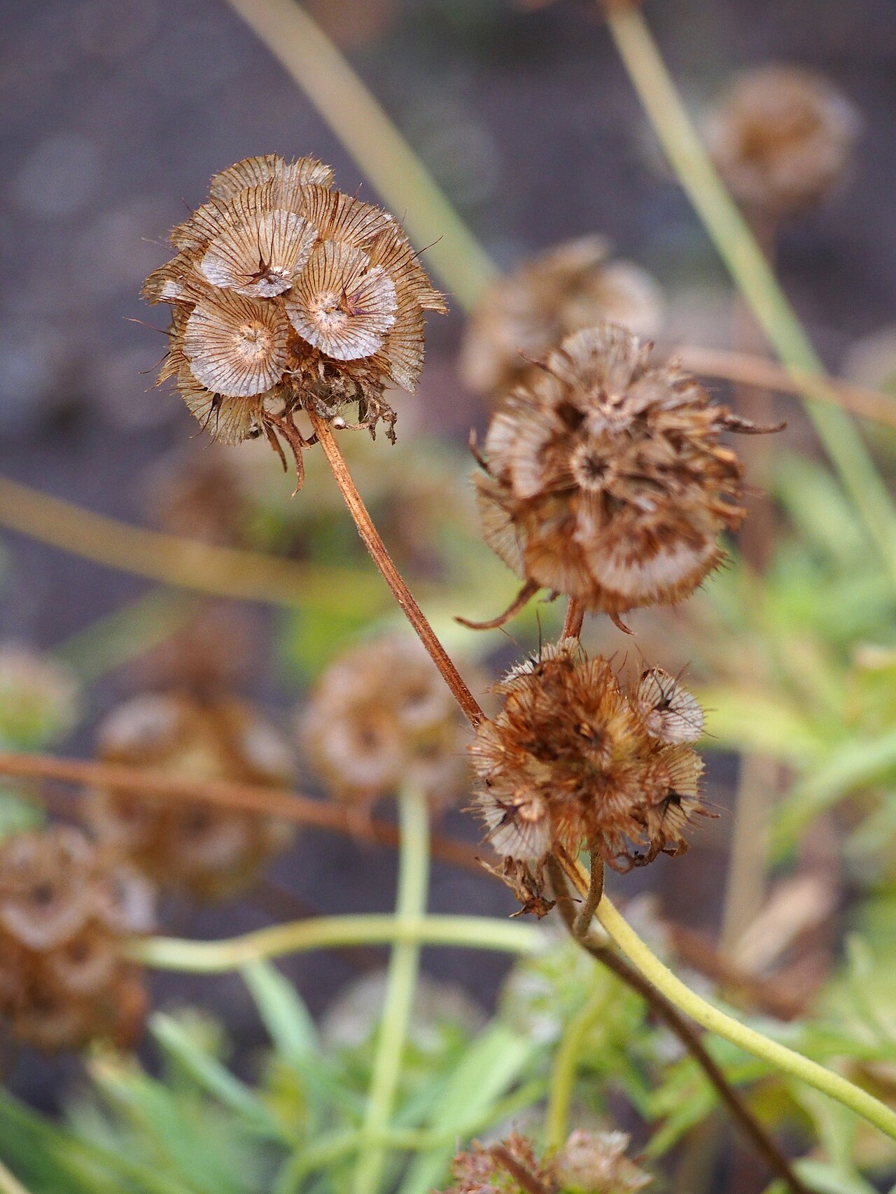 Foto van Sterkogelbloem