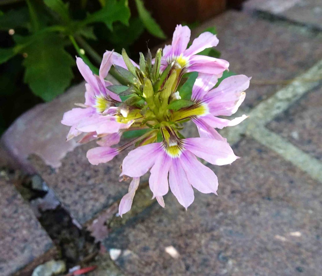 Foto van Waaierbloem