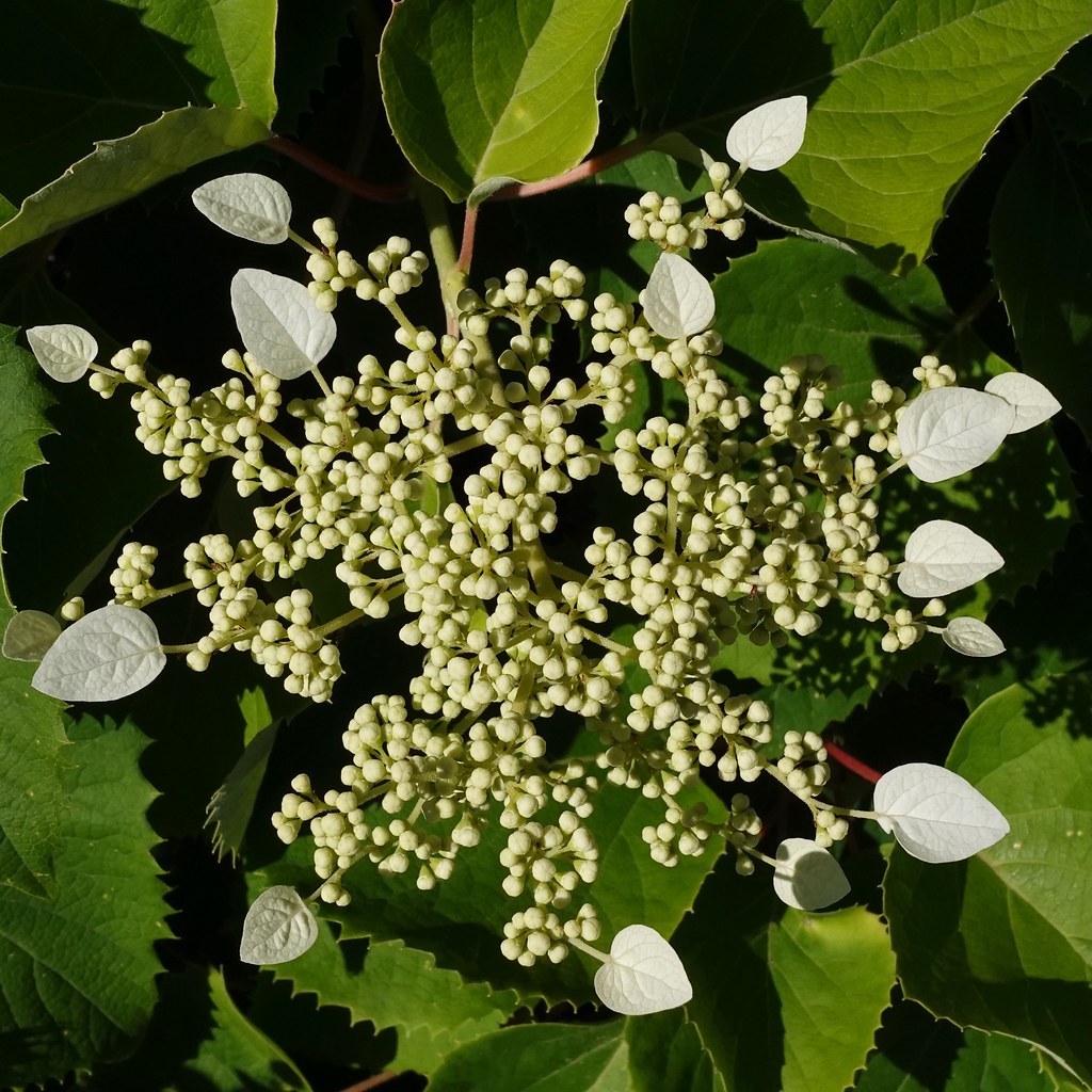 Foto van Pluim-klimhortensia