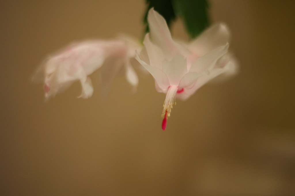 Foto van Kerst-lidcactus