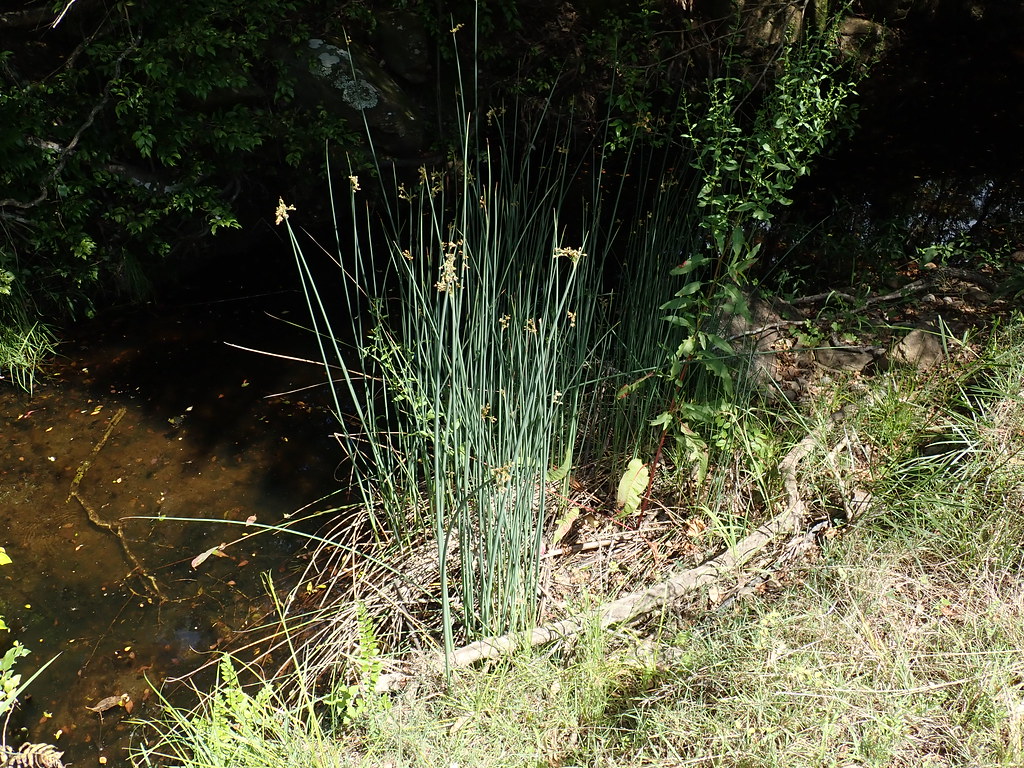 Foto van Ruwe bies