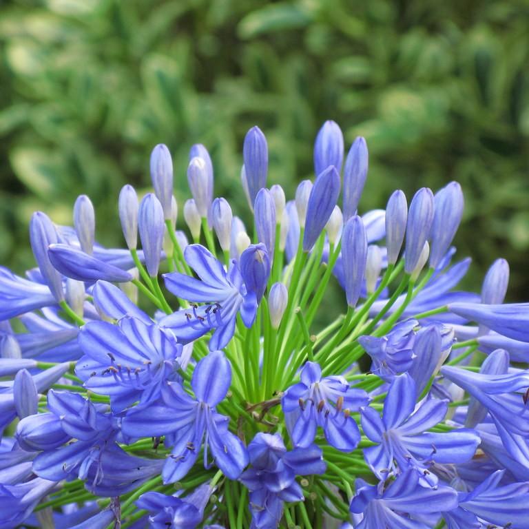 Foto van Agapanthus (group)