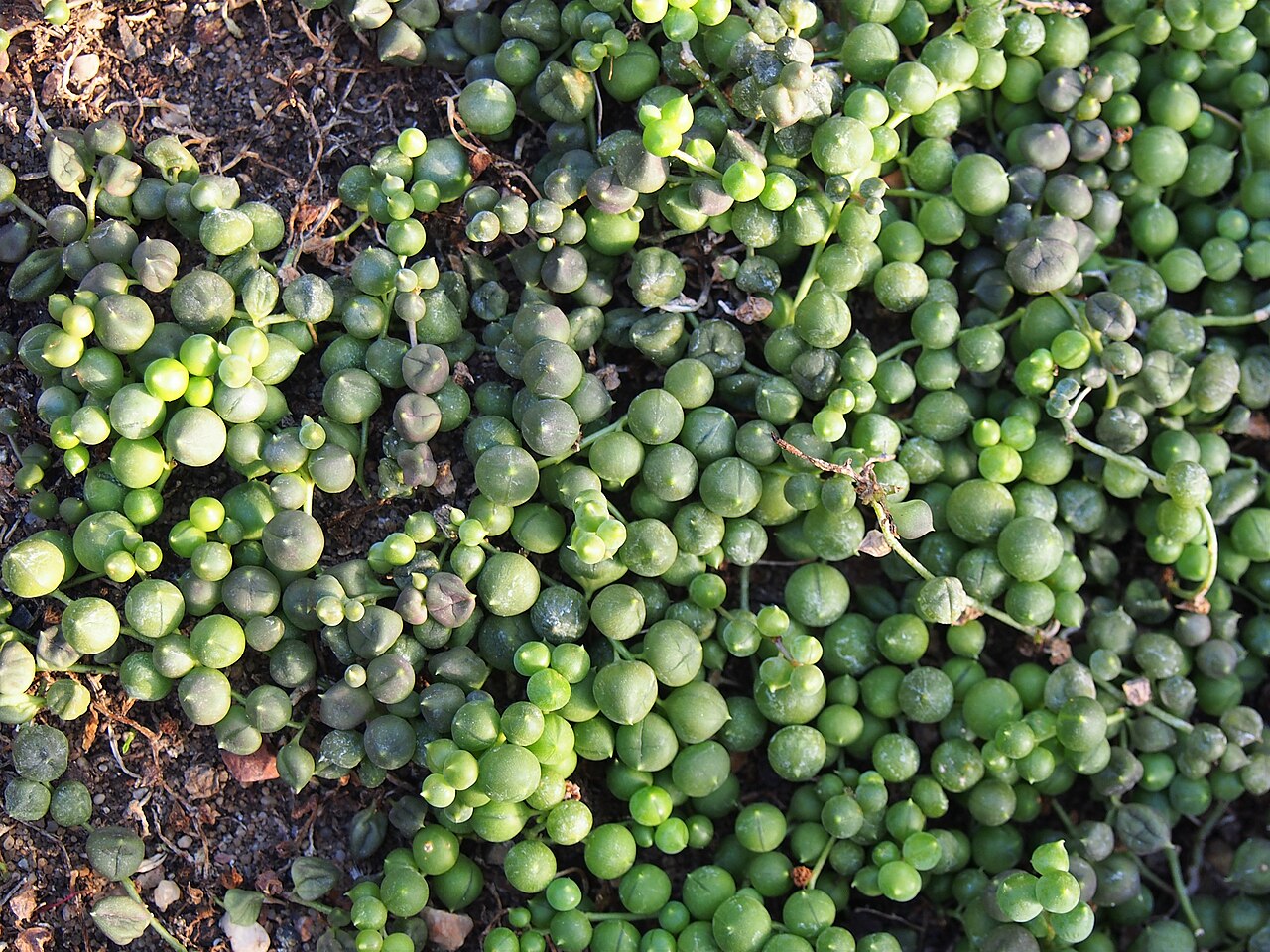 Foto van Erwtenplantje
