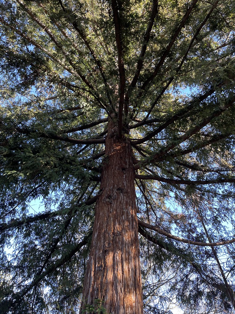 Foto van Kustsequoia