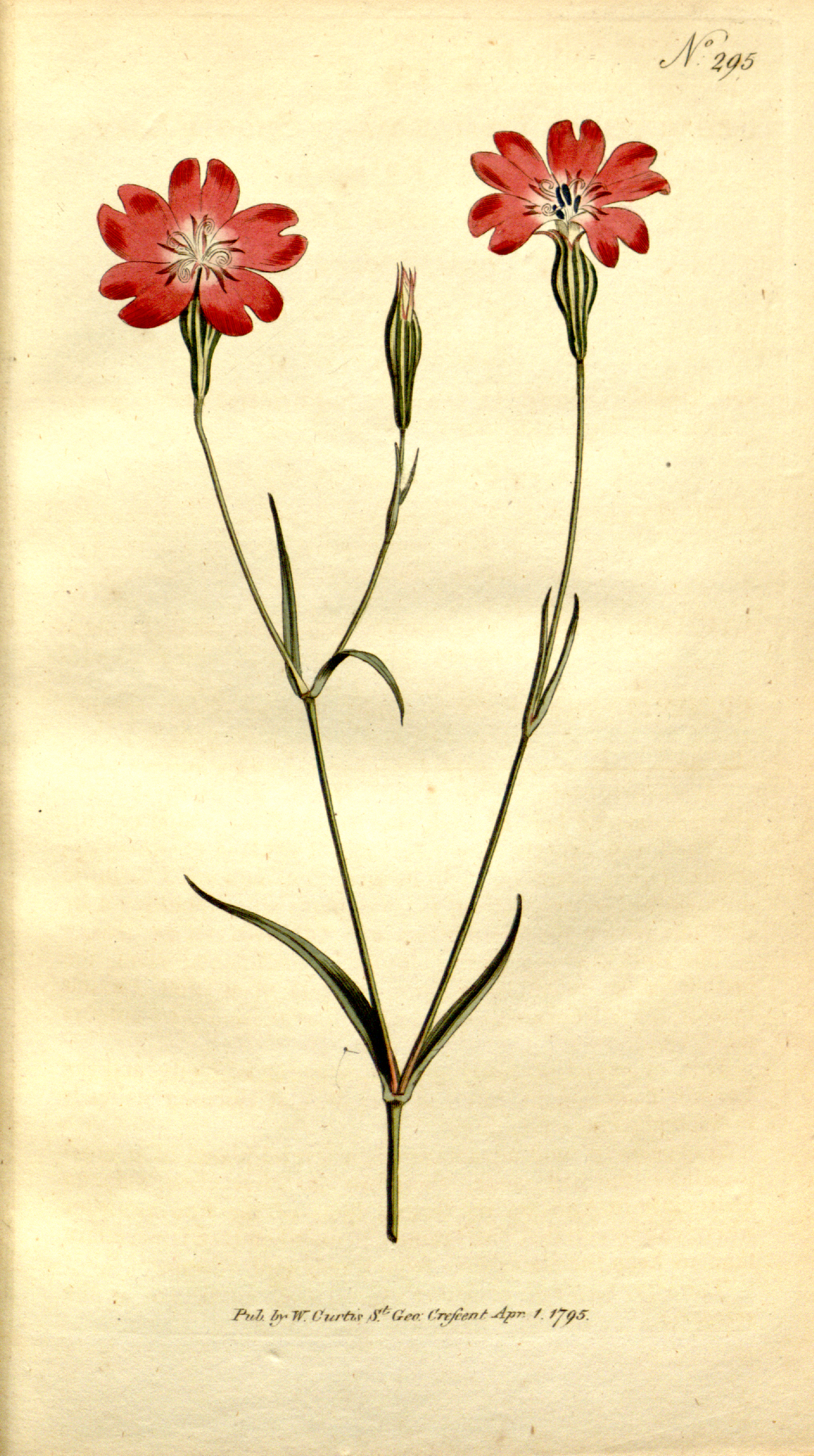 Foto van Hemelroosje