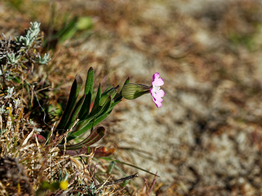 Foto van Kegelsilene