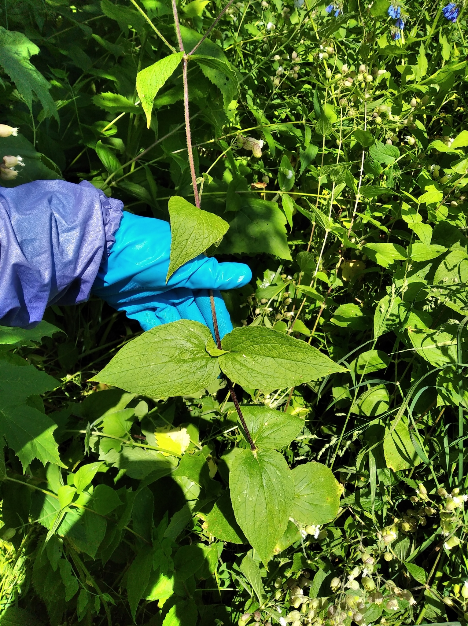 Foto van Gewimperde blaassilene
