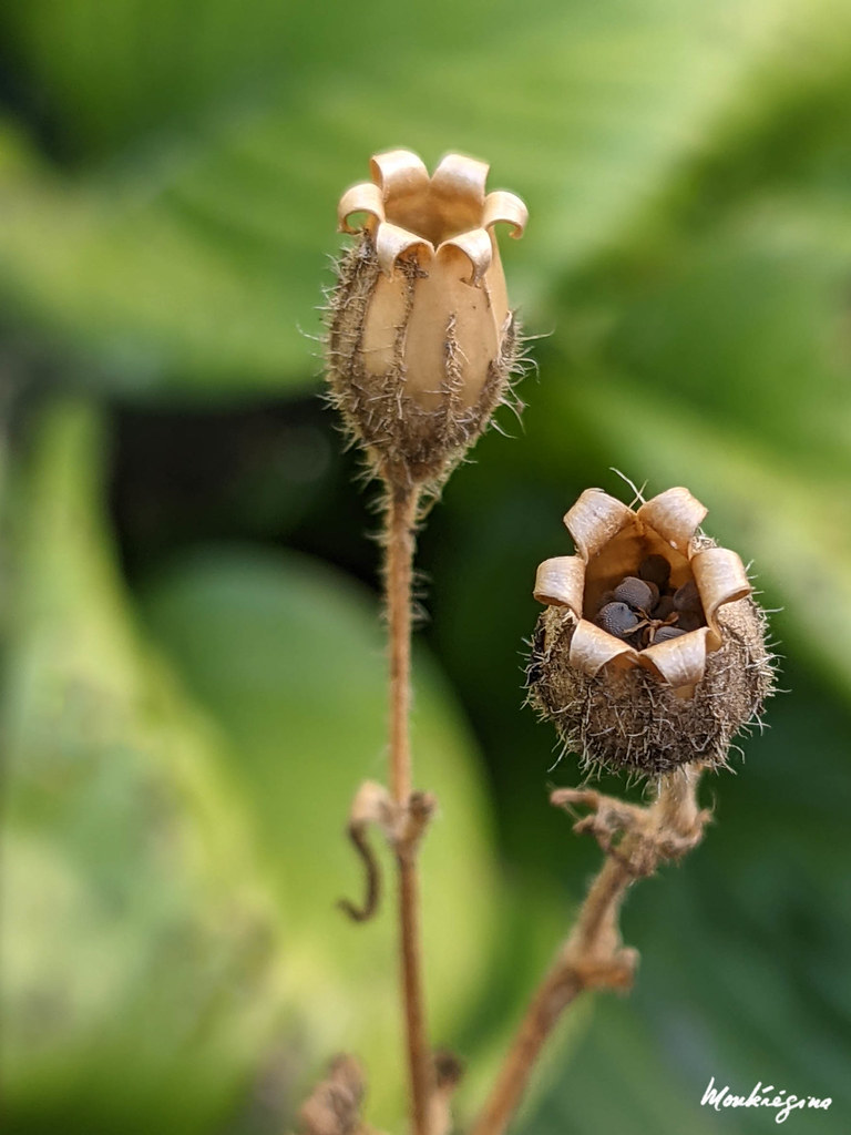 Foto van Avondkoekoeksbloem
