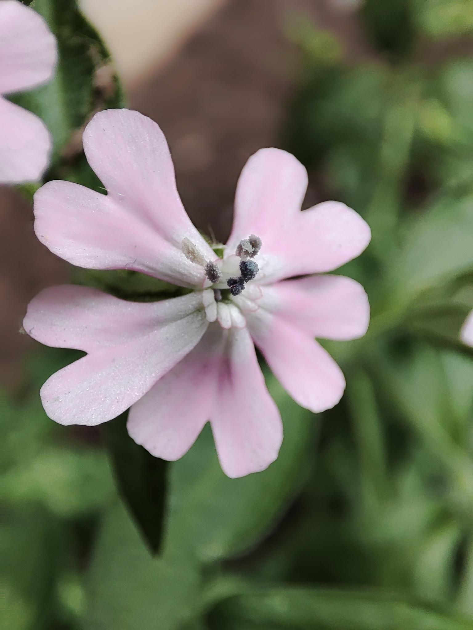 Foto van Hangsilene
