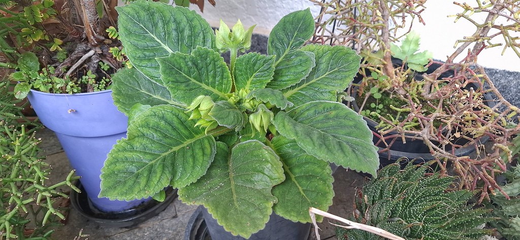 Foto van Gloxinia