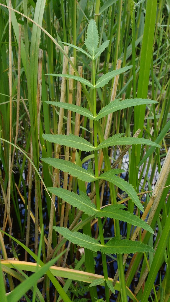 Foto van Grote watereppe