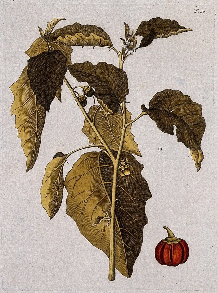 Foto van Ethiopische aubergine