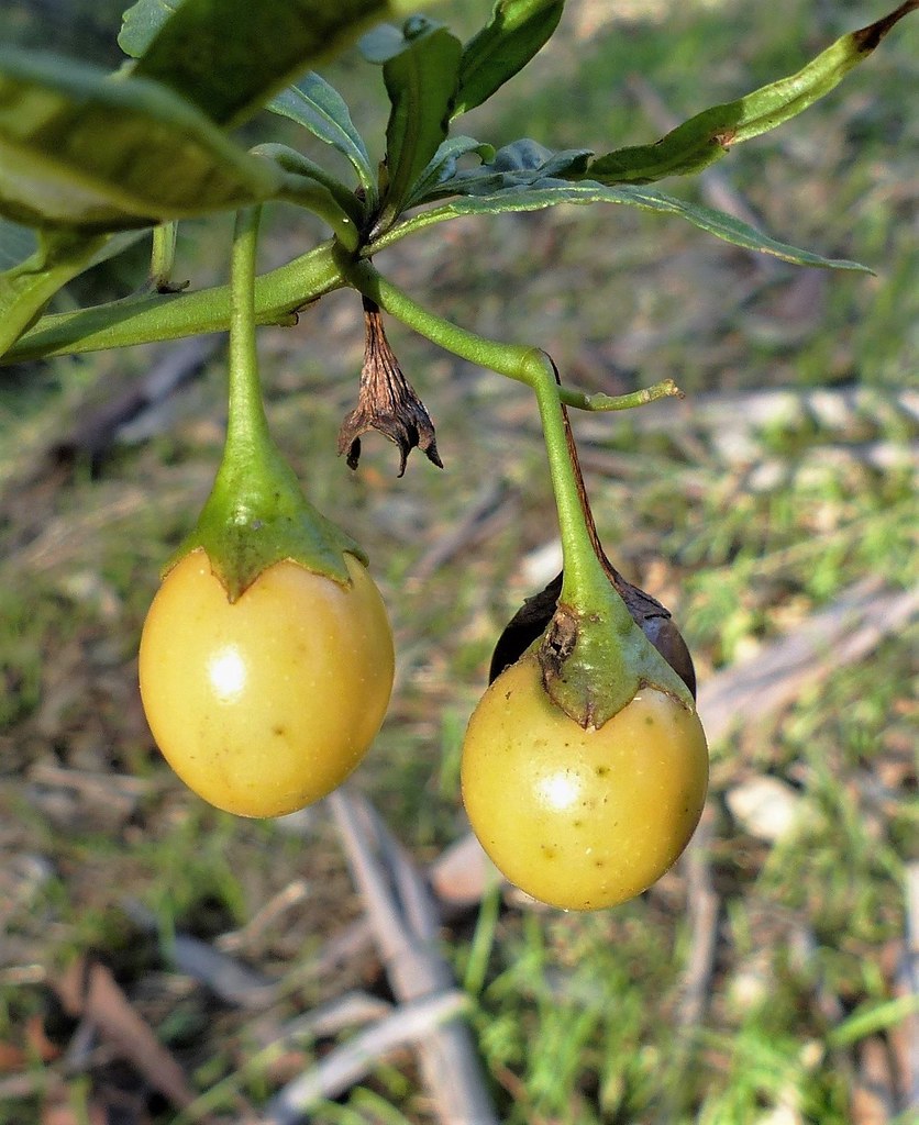 Foto van Kangoeroe-appel