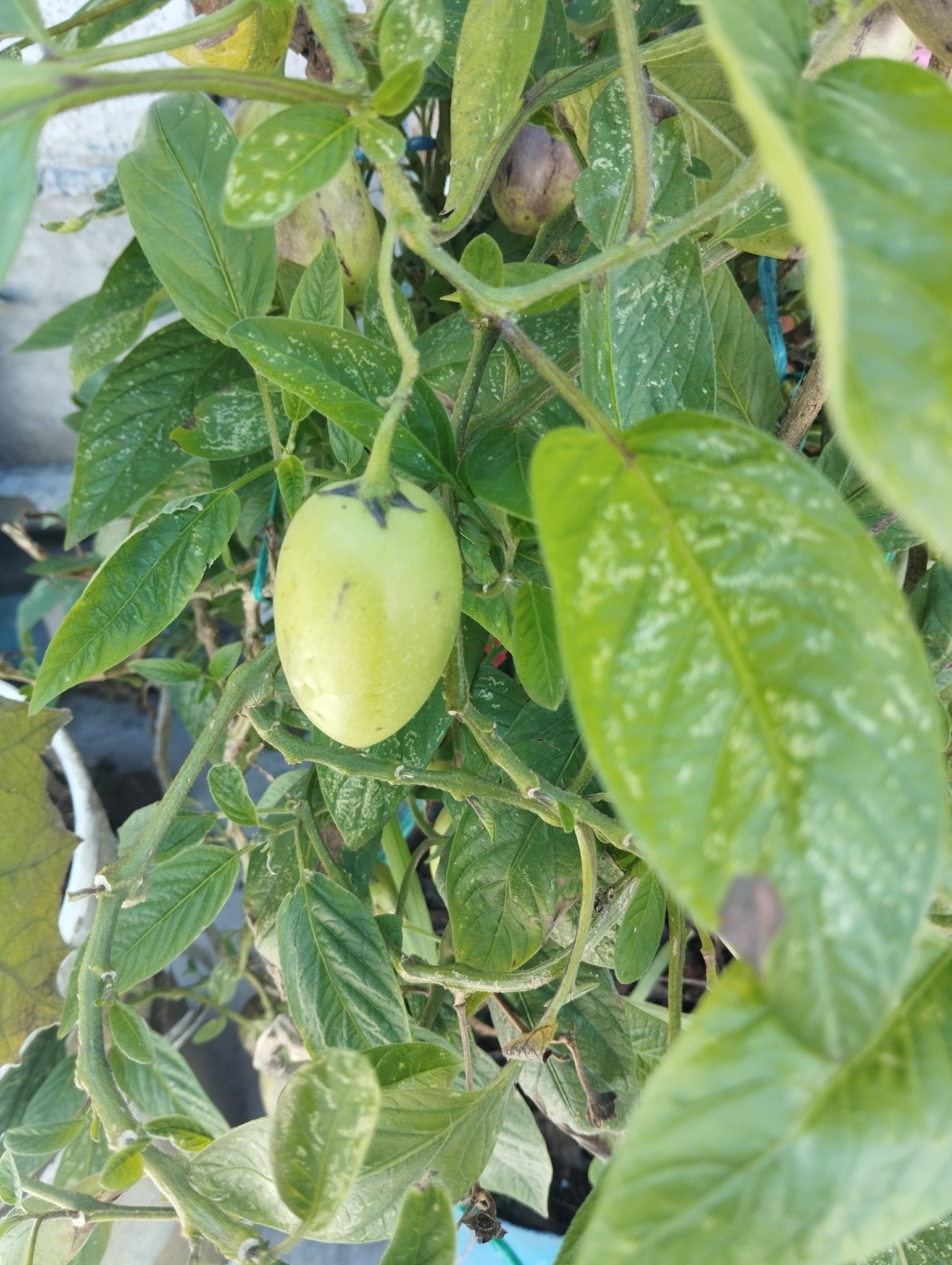 Foto van Pepino