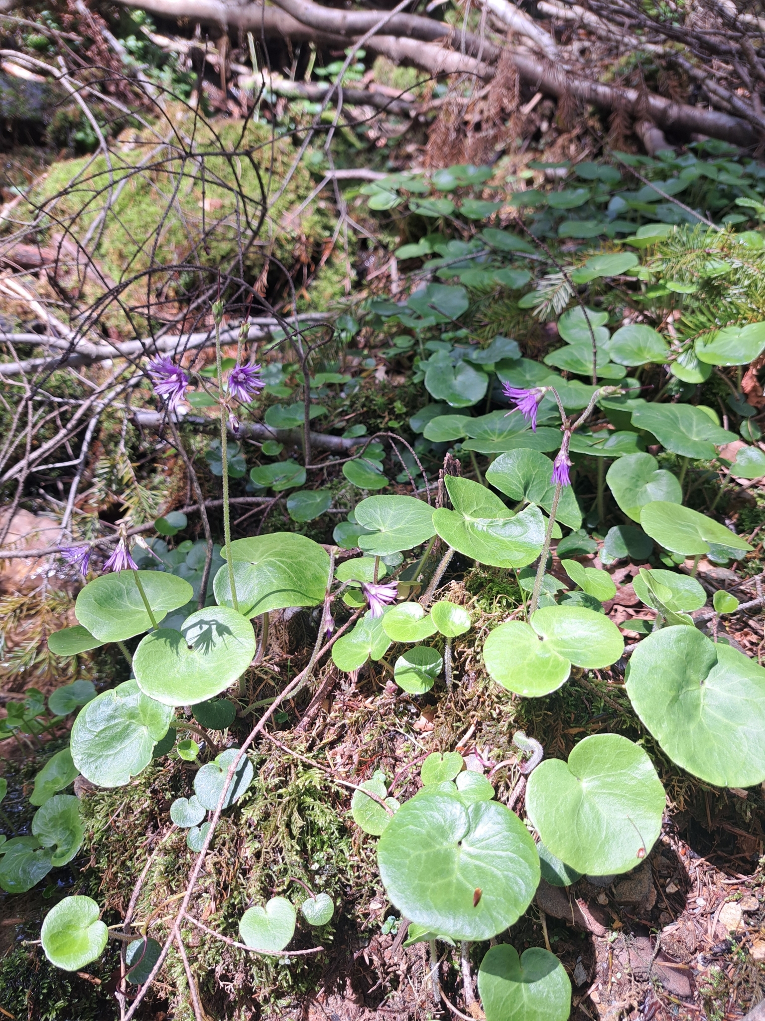 Foto van Pyrenese kwastjesbloem