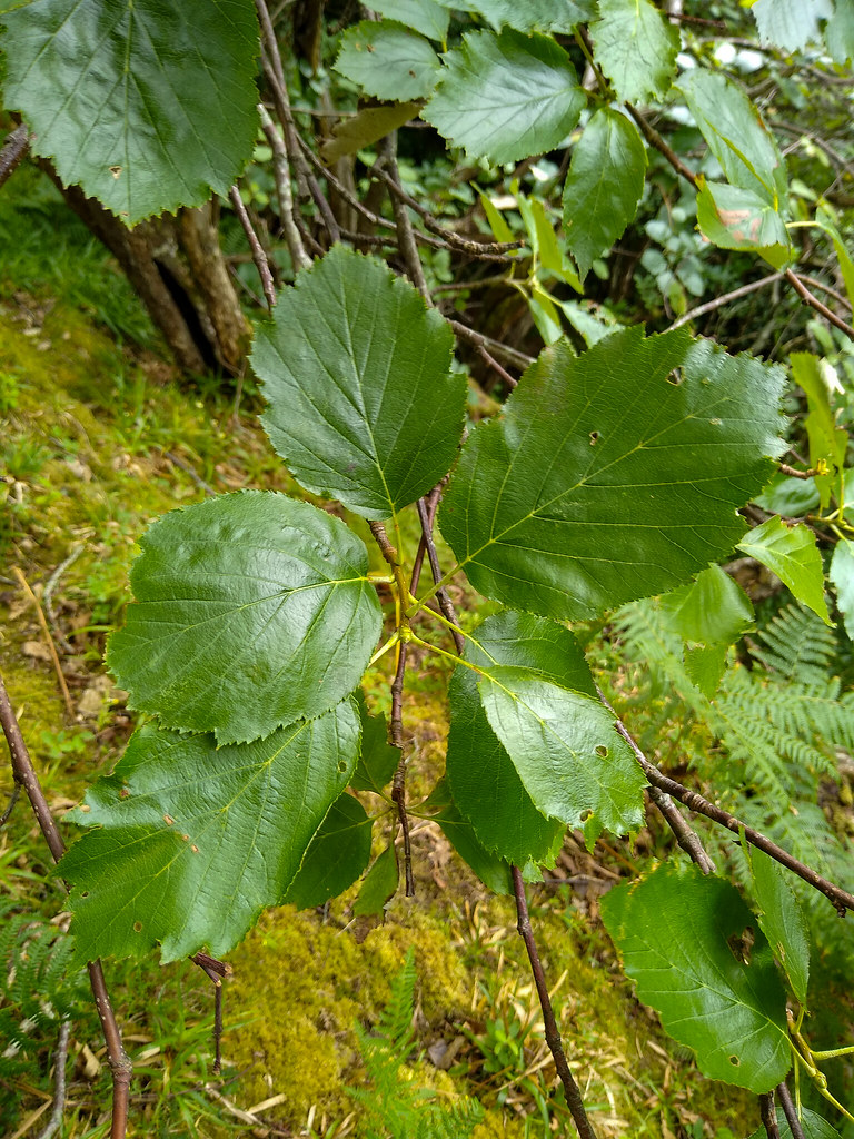 Foto van Devon-meelbes