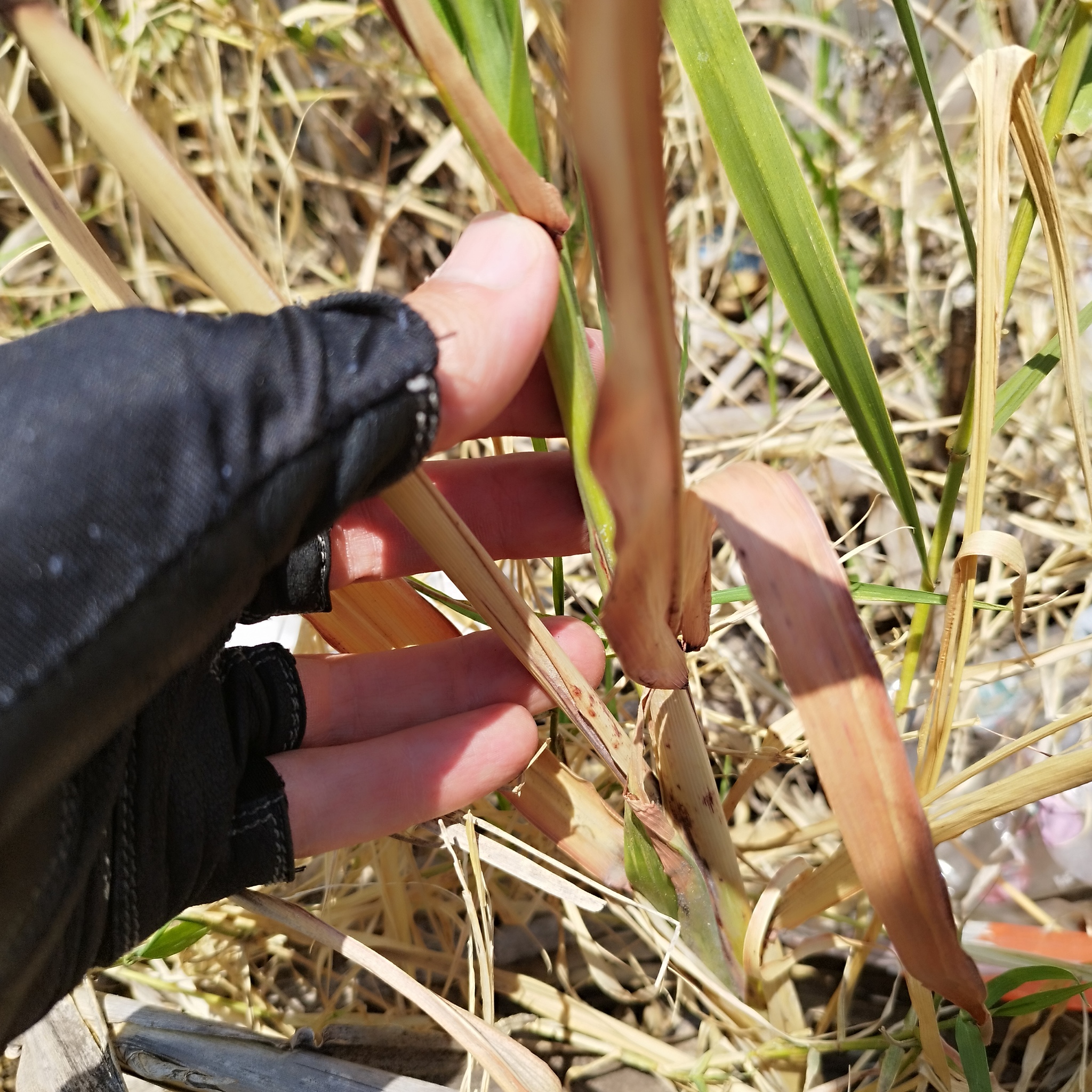 Foto van Grote sorgo