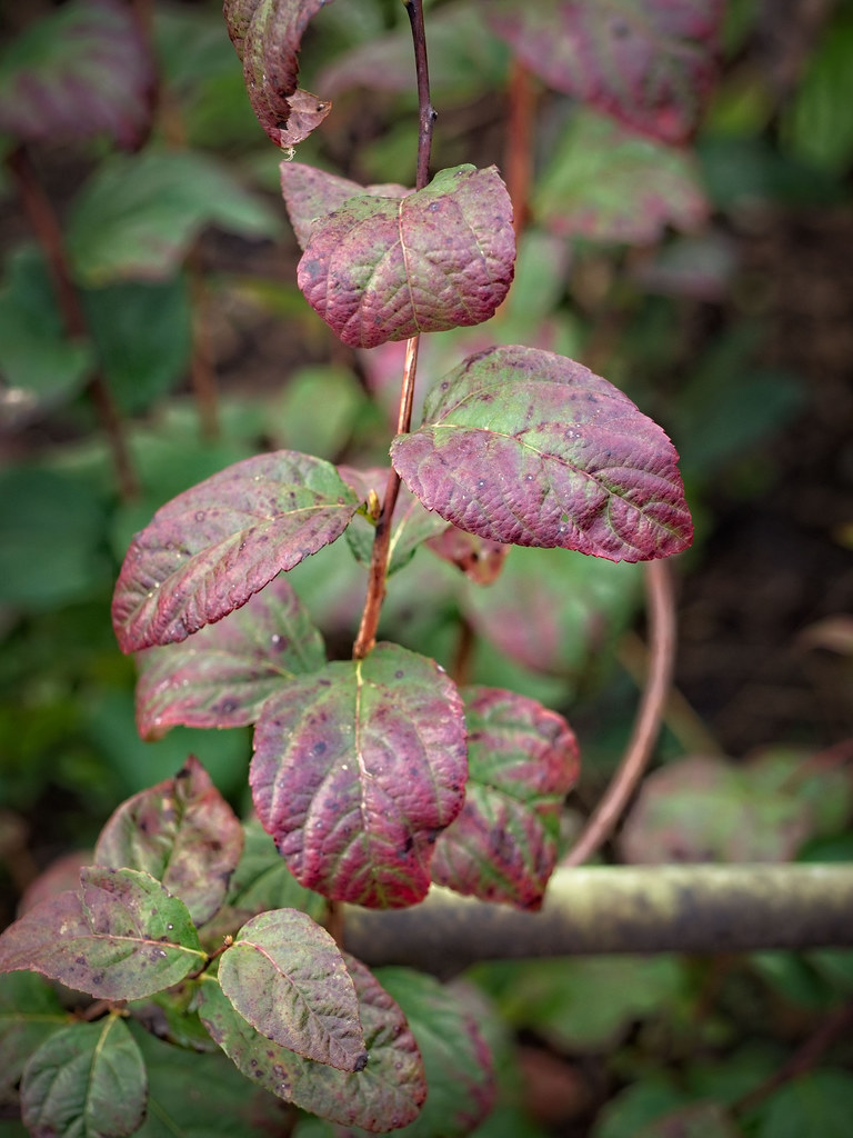 Foto van Russische spirea