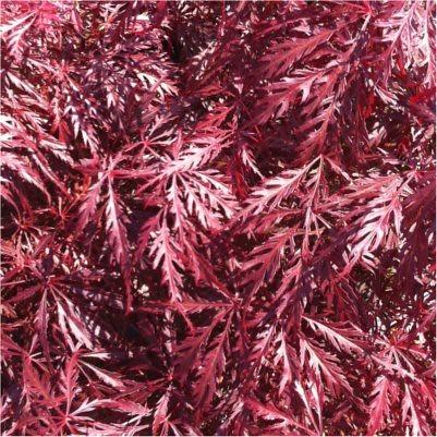 Foto van Japanse esdoorn ‘Ever Red’