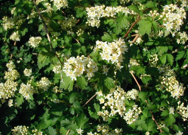 Foto van Kransspirea