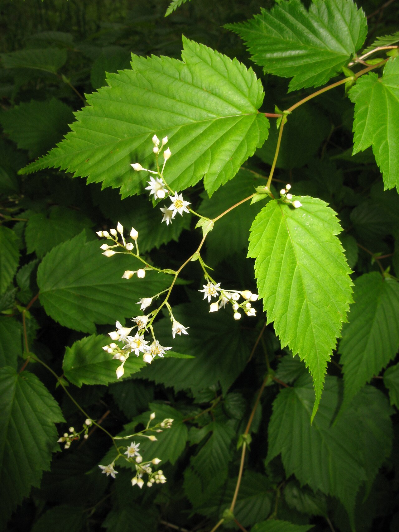 Foto van Grote kransspirea