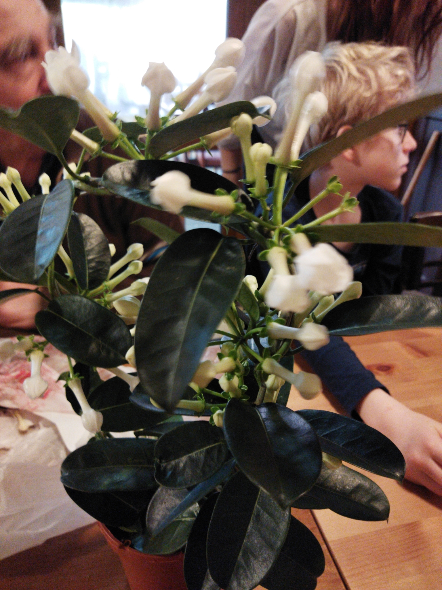Foto van Bruidsbloem