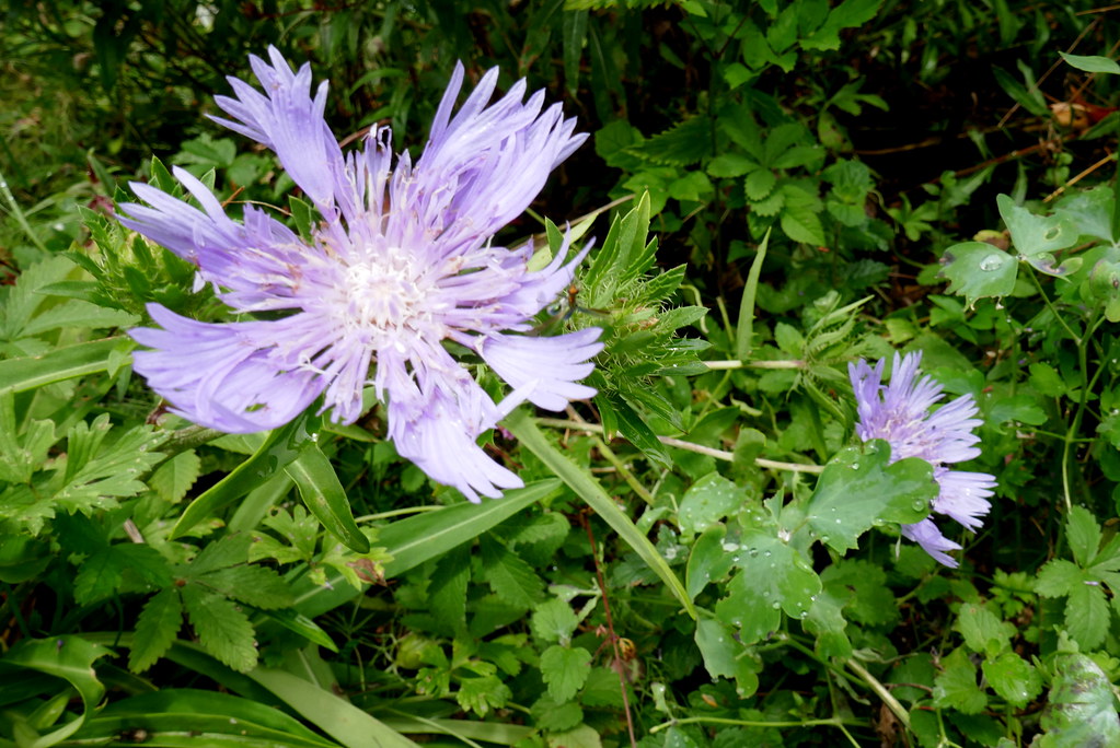 Foto van Korenbloem-aster