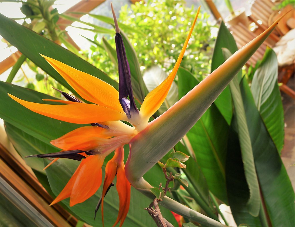 Foto van Paradijsvogelbloem